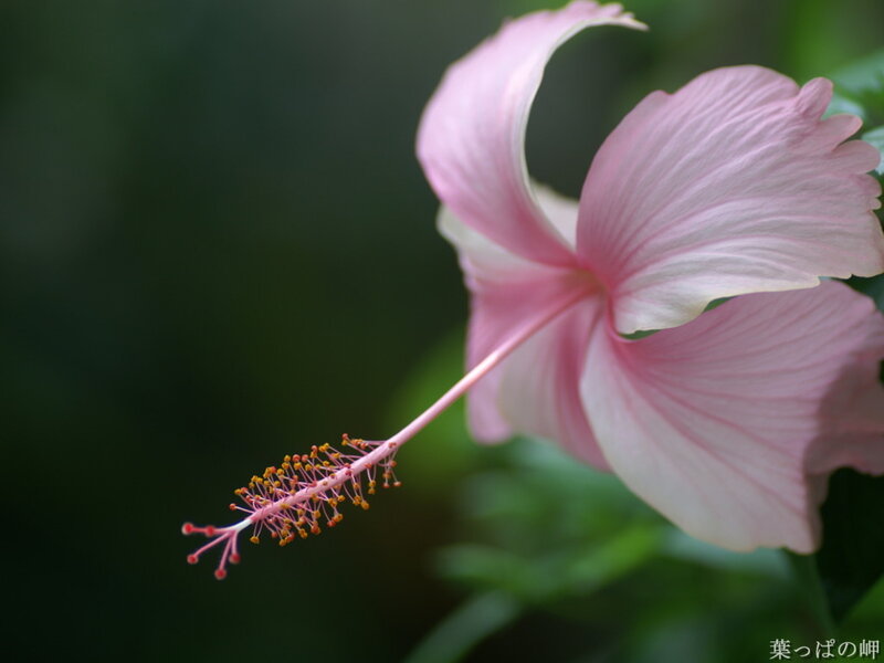 Pink hibiscus flower