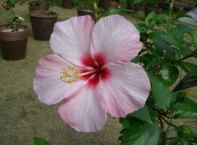 pink hibiscus flower