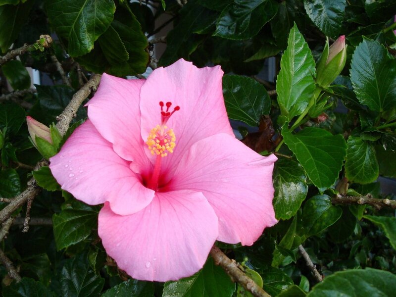 Pink hibiscus flower