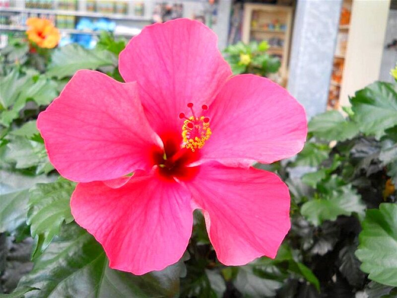 Pink hibiscus flower