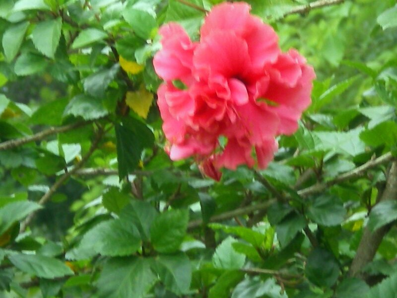 pink hibiscus flower