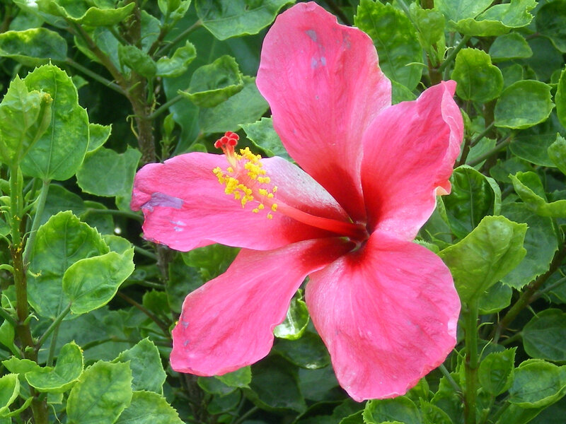 pink hibiscus flower