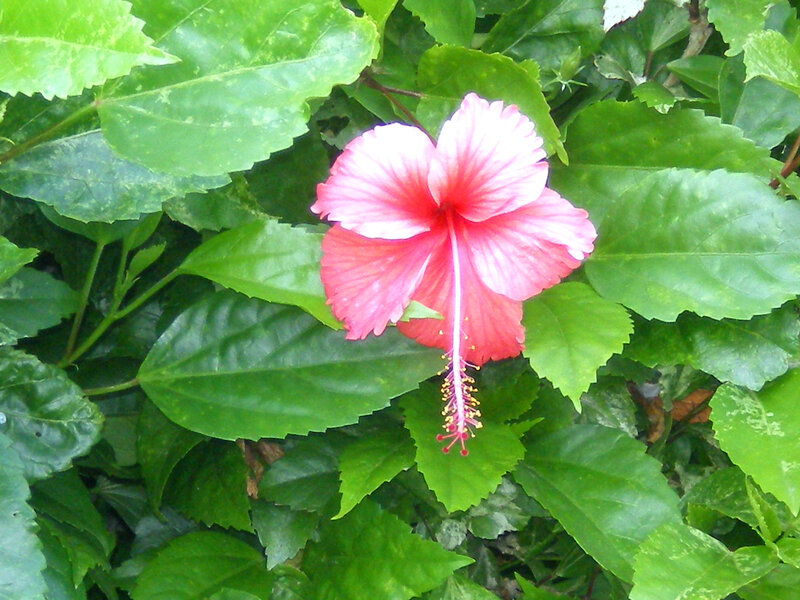 pink hibiscus flower