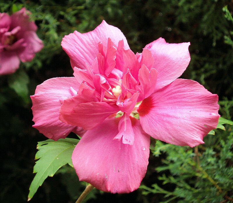 Pink hibiscus flower