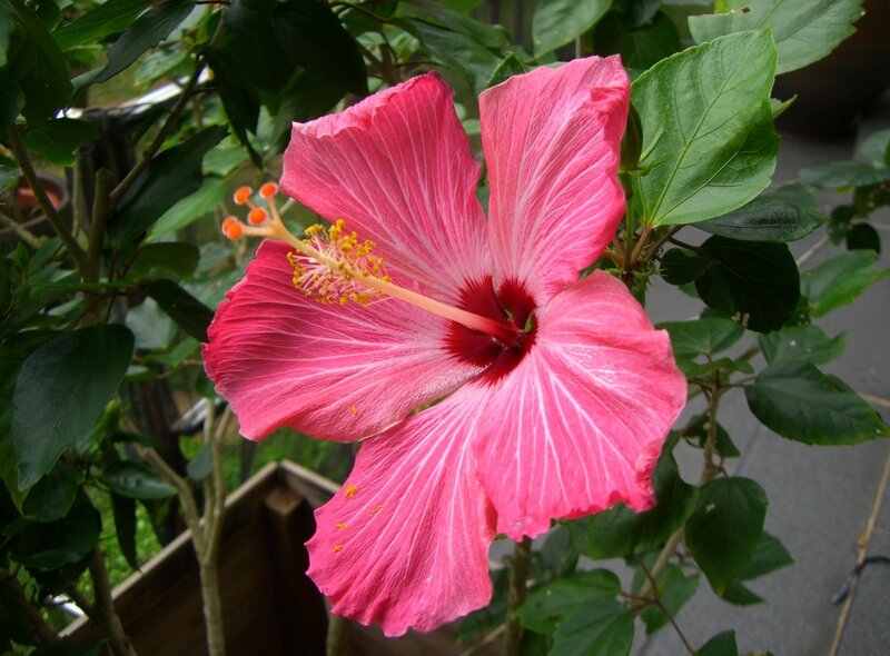 Pink hibiscus flower