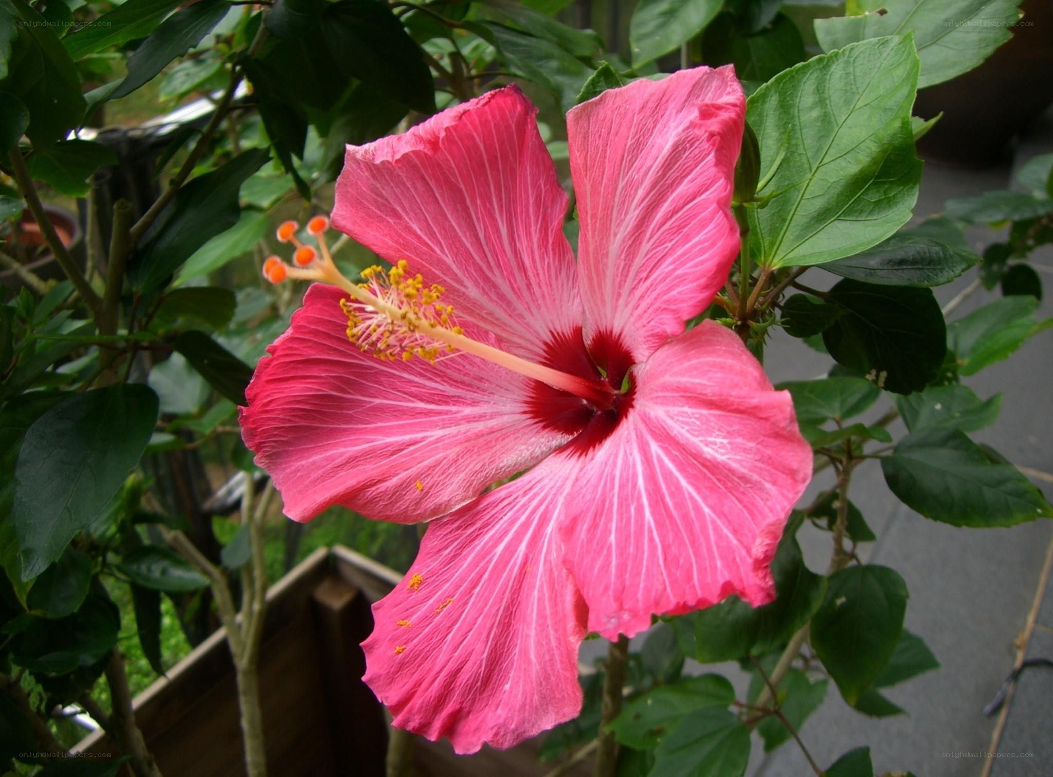 Pink hibiscus flower
