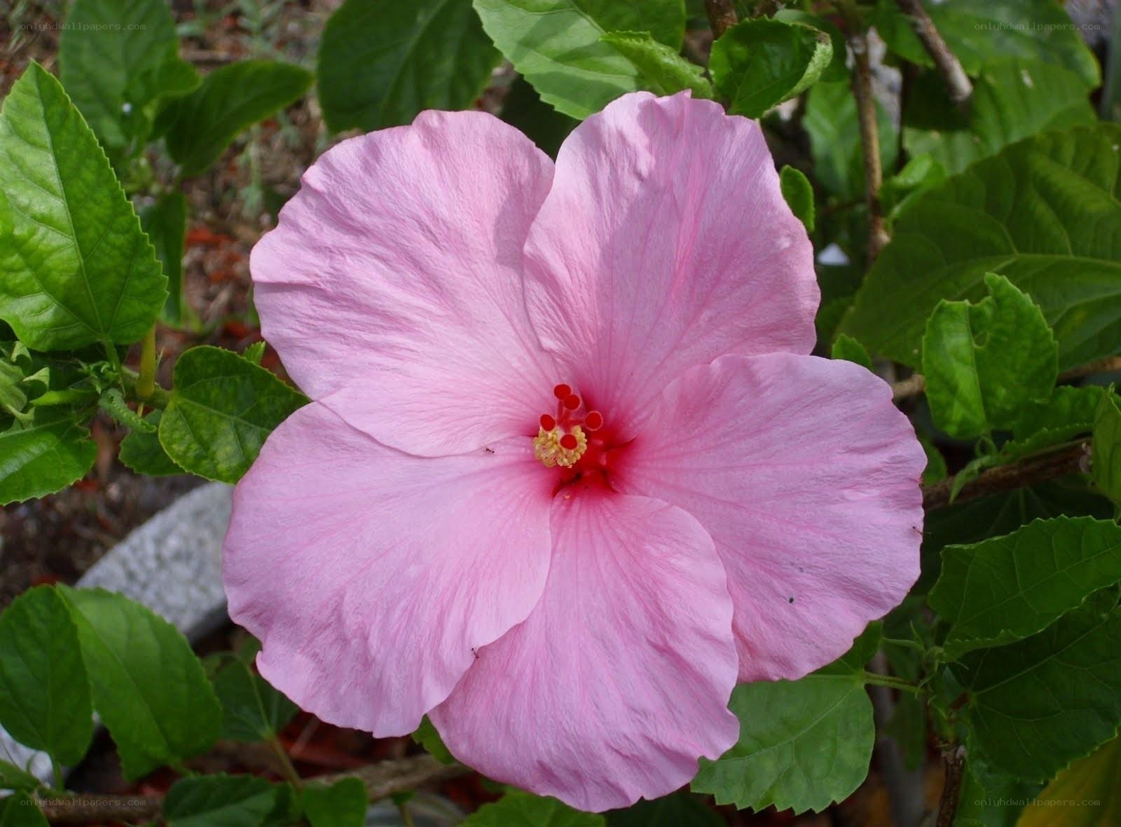 pink hibiscus flower