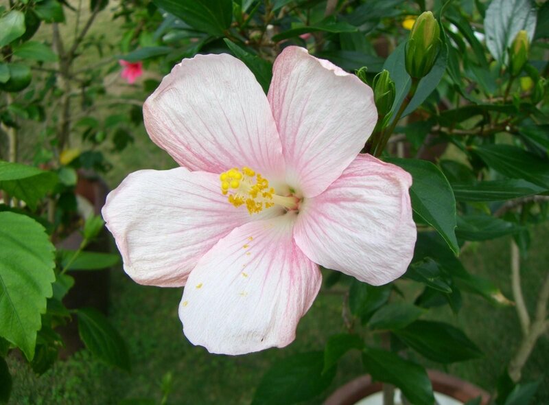 pink hibiscus flower