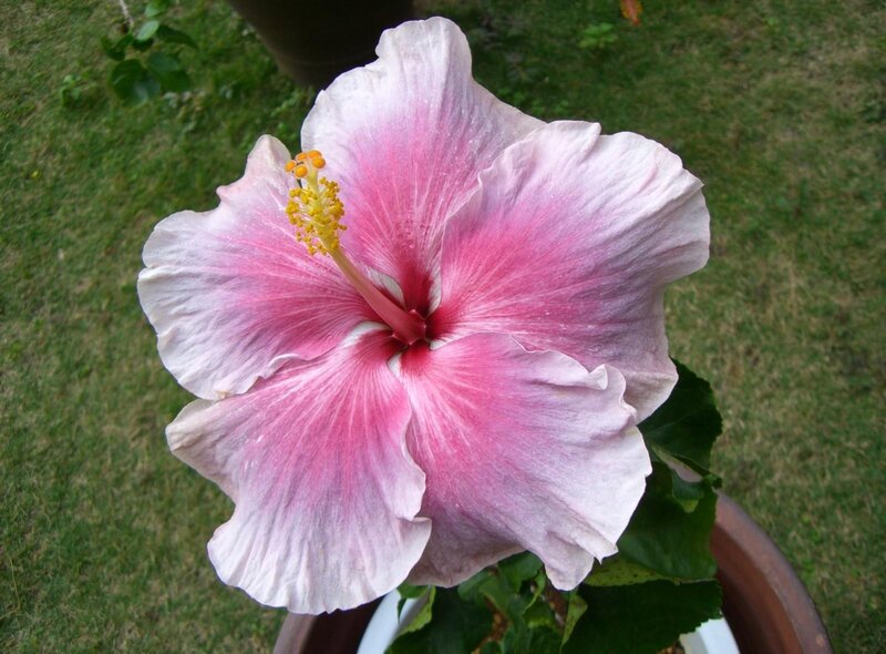pink hibiscus flower