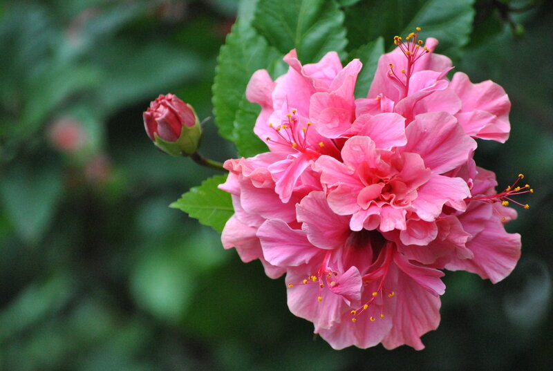 Pink hibiscus flower bloom
