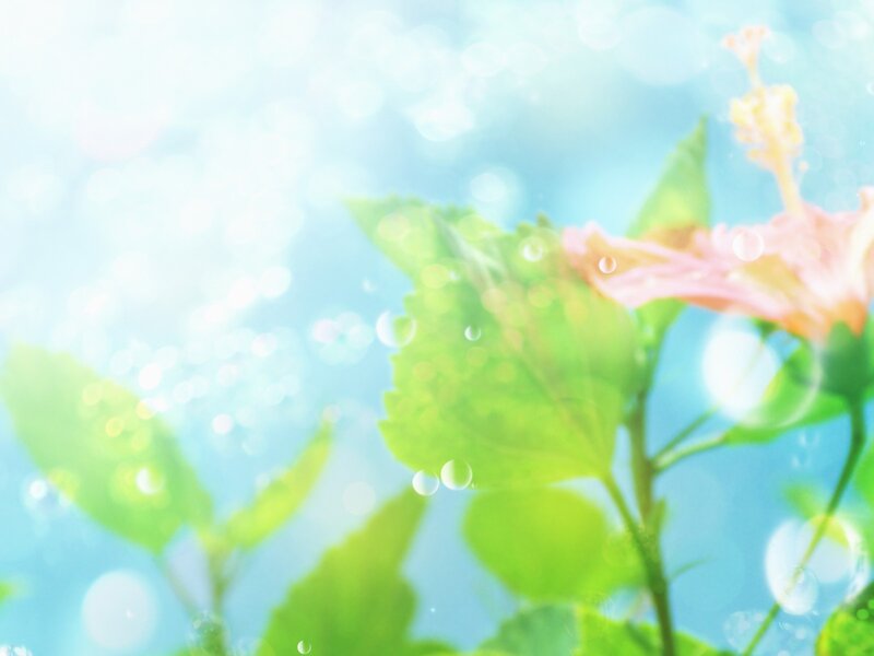 Pink Hibiscus Flower — Blue, Serene