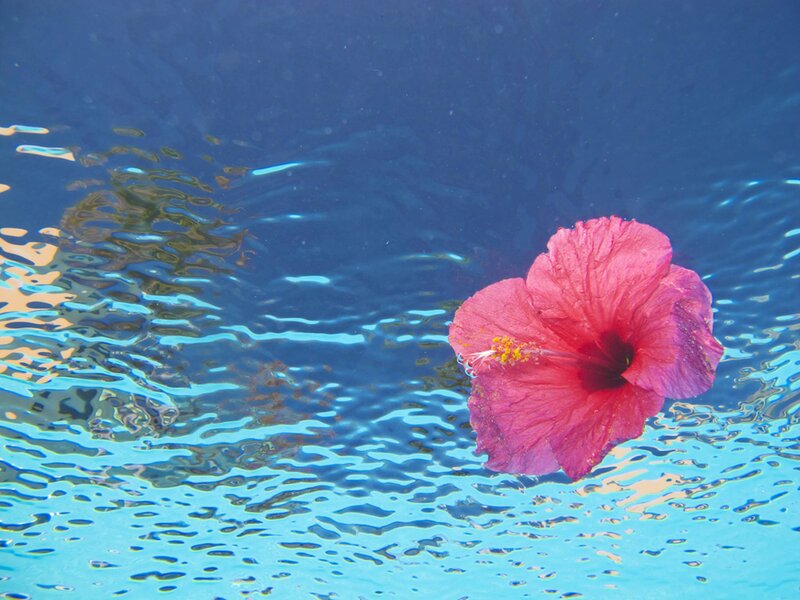 Pink Hibiscus Flower — Blue