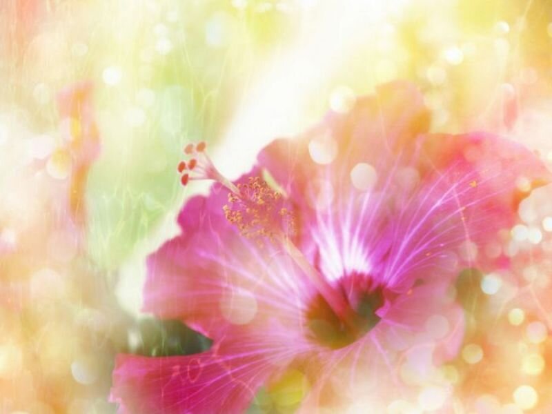 Pink Hibiscus Flower — Bright