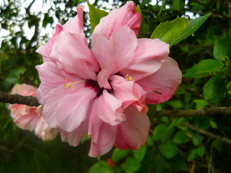 Pink Hibiscus Flower — Calm, Afternoon, Photograph, Branch