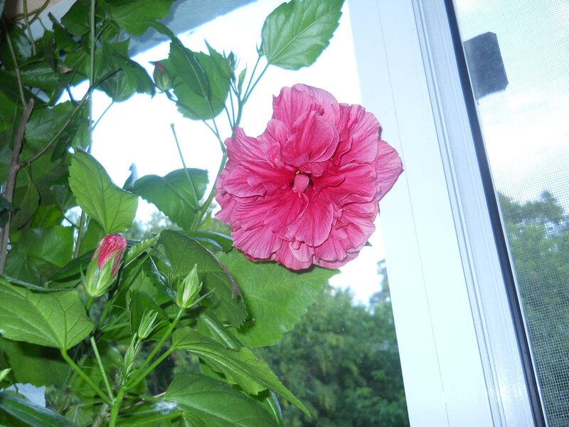Pink Hibiscus Flower — Calm, Afternoon, Photograph, Buds