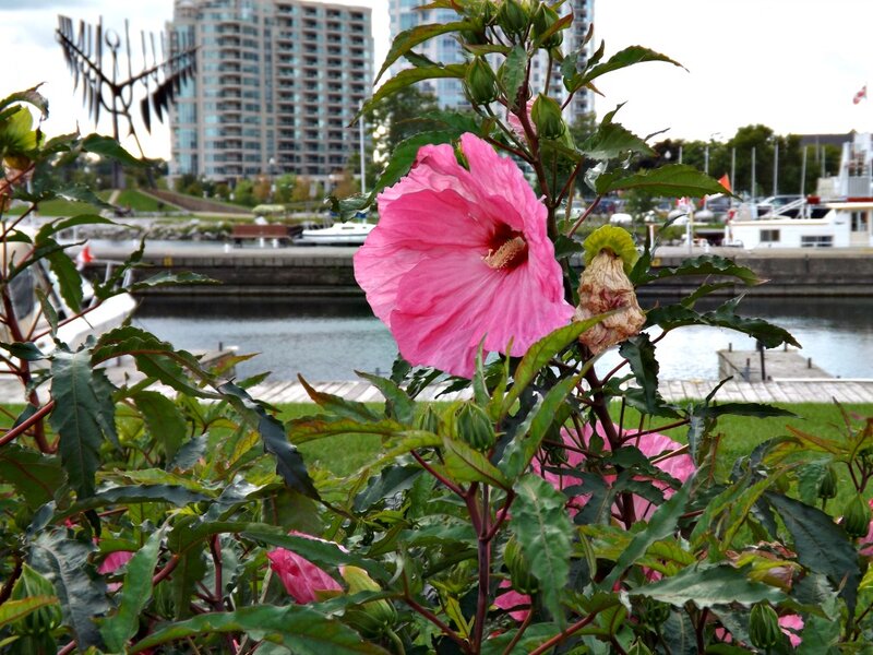 Pink Hibiscus Flower — Calm, Afternoon, Photograph, Building