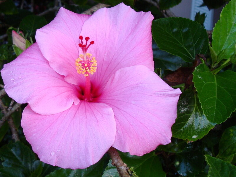 Pink Hibiscus Flower — Calm, Afternoon, Photograph, Green Leaves, Flower Center, Water Droplets