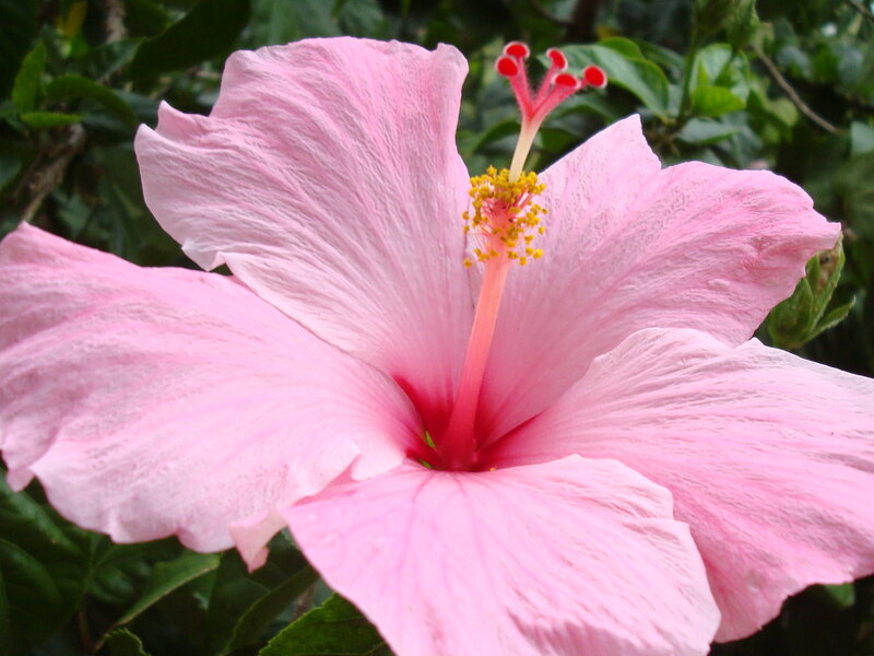 Pink Hibiscus Flower — Calm, Afternoon, Photograph, Green Leaves, Stamen