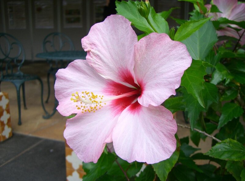 Pink Hibiscus Flower — Calm, Afternoon, Photograph, Green Leaves, Table and Chairs