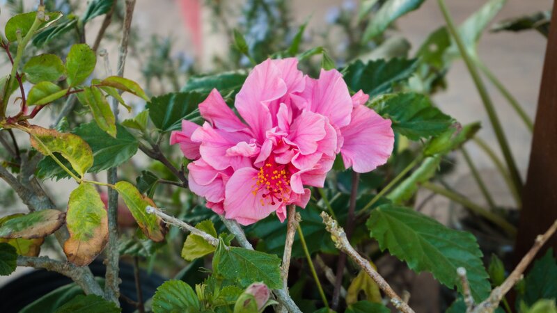 Pink Hibiscus Flower — Calm, Afternoon, Photograph, Leaves, Branches