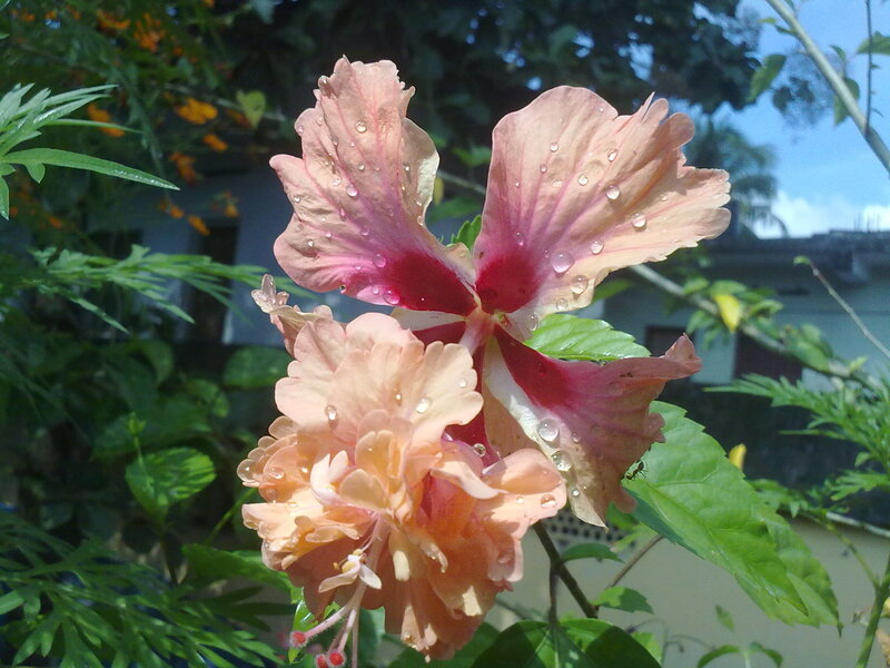 Pink Hibiscus Flower — Calm, Afternoon, Photograph, Leaves
