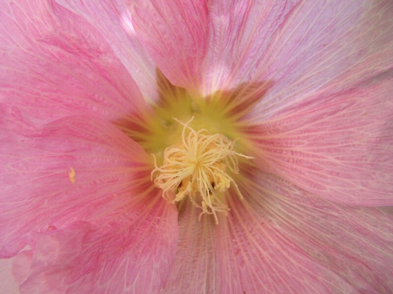 Pink Hibiscus Flower — Calm, Afternoon, Photograph, Petals