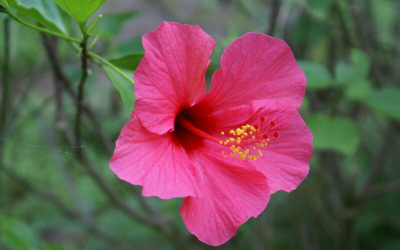 Pink Hibiscus Flower — Calm, Afternoon