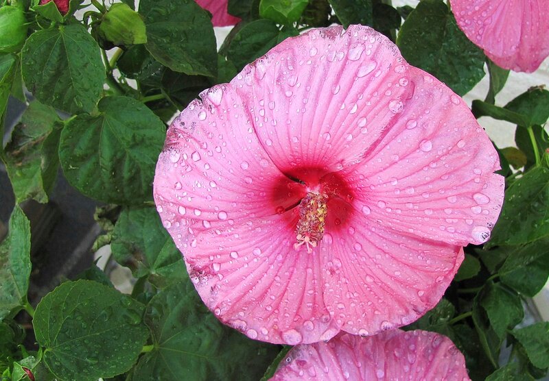 Pink Hibiscus Flower — Calm, Morning