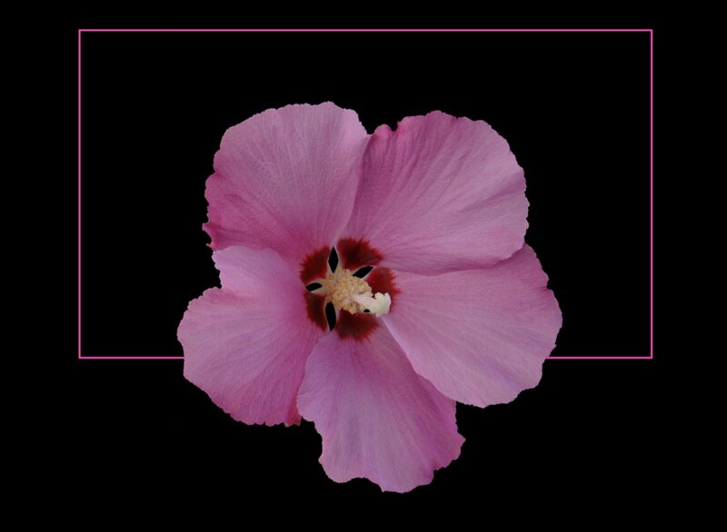 Pink Hibiscus Flower — Calm, Photograph, Black Background