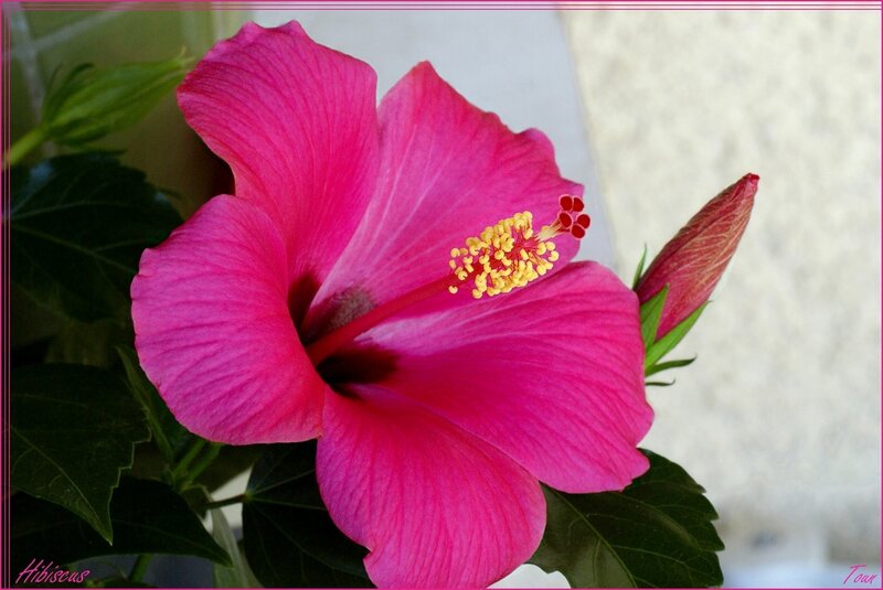 Pink Hibiscus Flower — Calm, Photograph, Bud