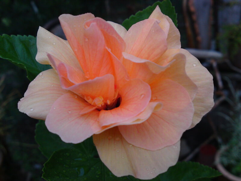 Pink Hibiscus Flower — Calm, Photograph, Green Leaves