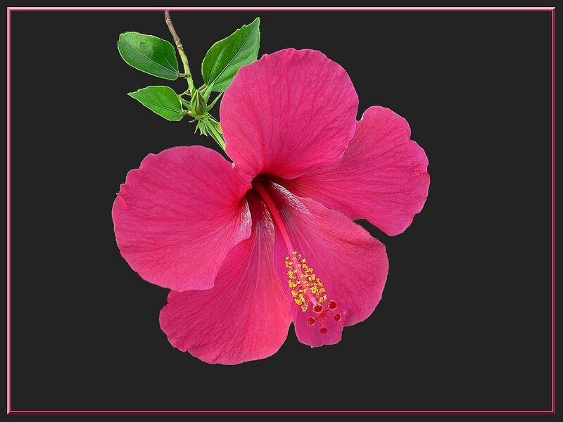 Pink Hibiscus Flower — Calm, Photograph, Leaf