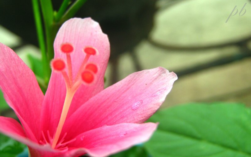 Pink Hibiscus Flower — Calm, Photograph, Petals