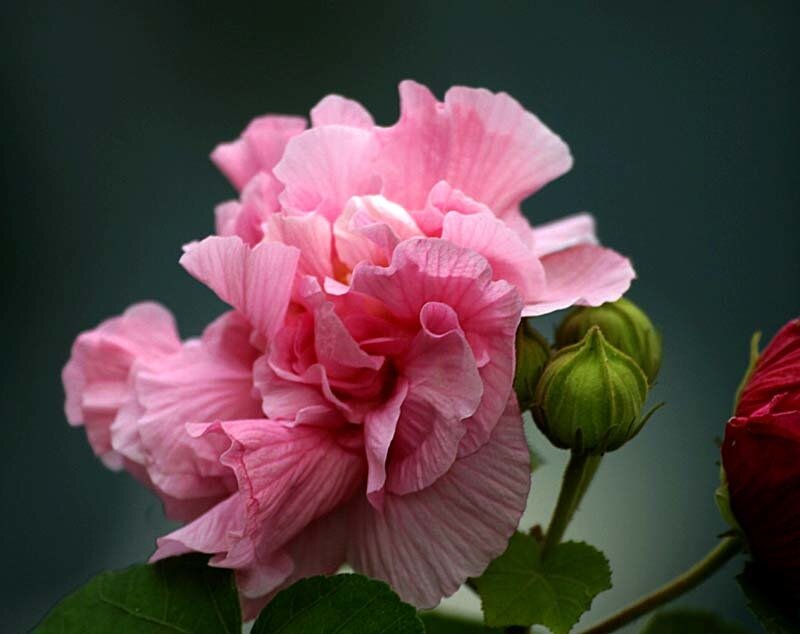 Pink Hibiscus Flower — Calm, Photograph