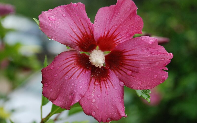 Pink Hibiscus Flower — Calm, Photograph, Water Droplets