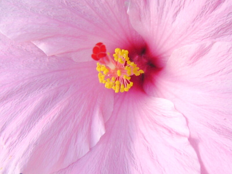 Pink Hibiscus Flower — Calm, Photograph, Yellow Stamen