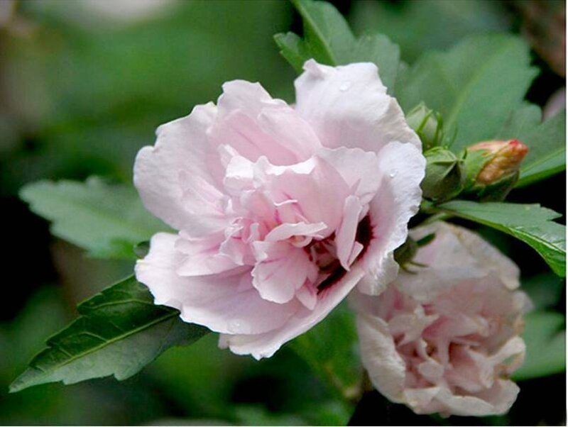 Pink Hibiscus Flower — Calm, Spring, Photograph