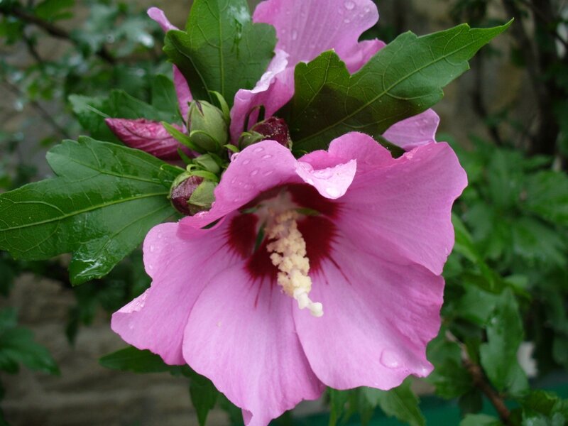 Pink Hibiscus Flower — Calm, Spring