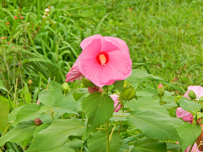 Pink Hibiscus Flower — Calm, Summer, Photograph
