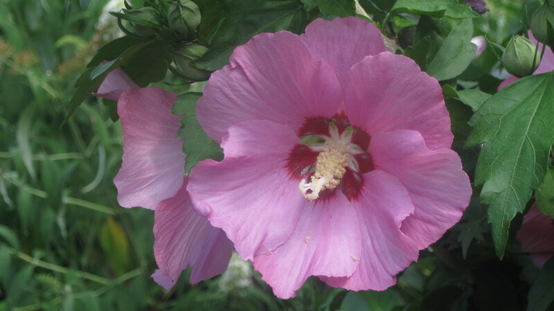 Pink Hibiscus Flower — Calm, Summer