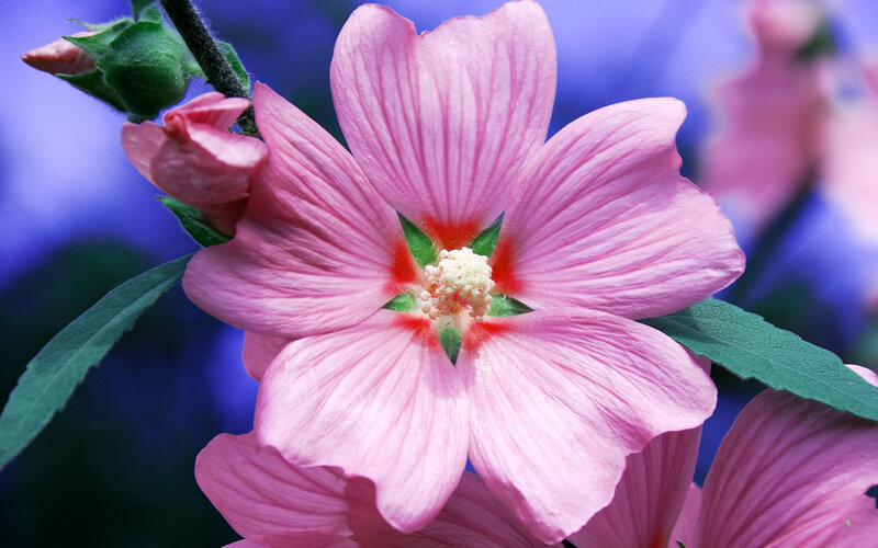 Pink Hibiscus Flower — Calm