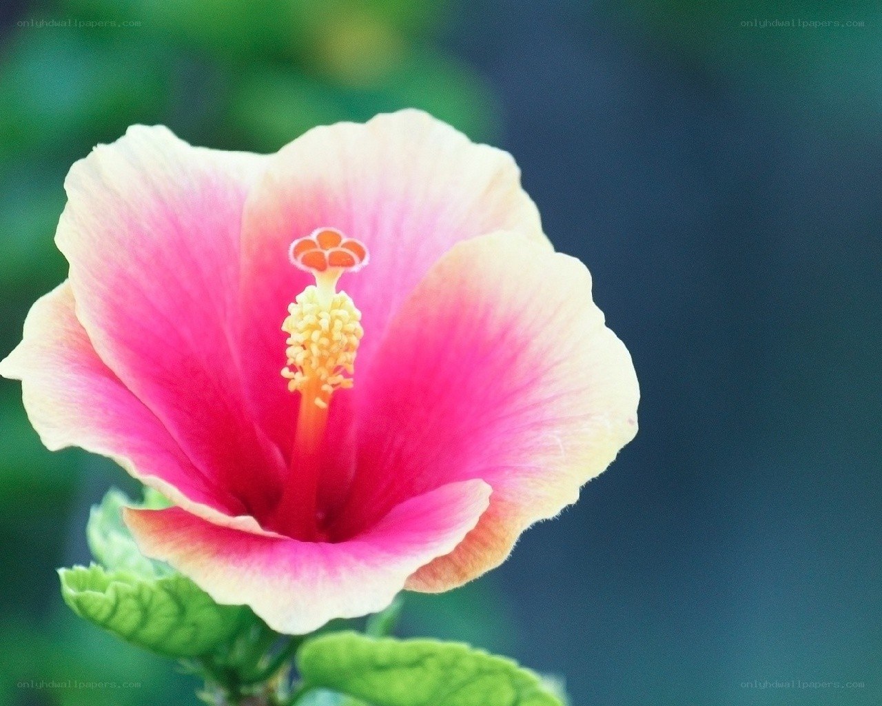 Pink hibiscus flower close-up