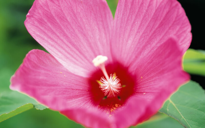 pink hibiscus flower close-up