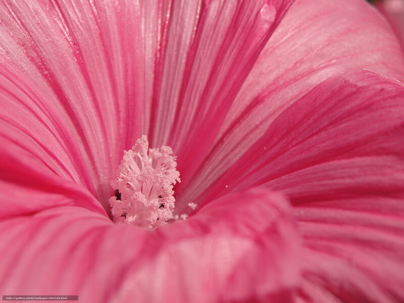pink hibiscus flower close-up