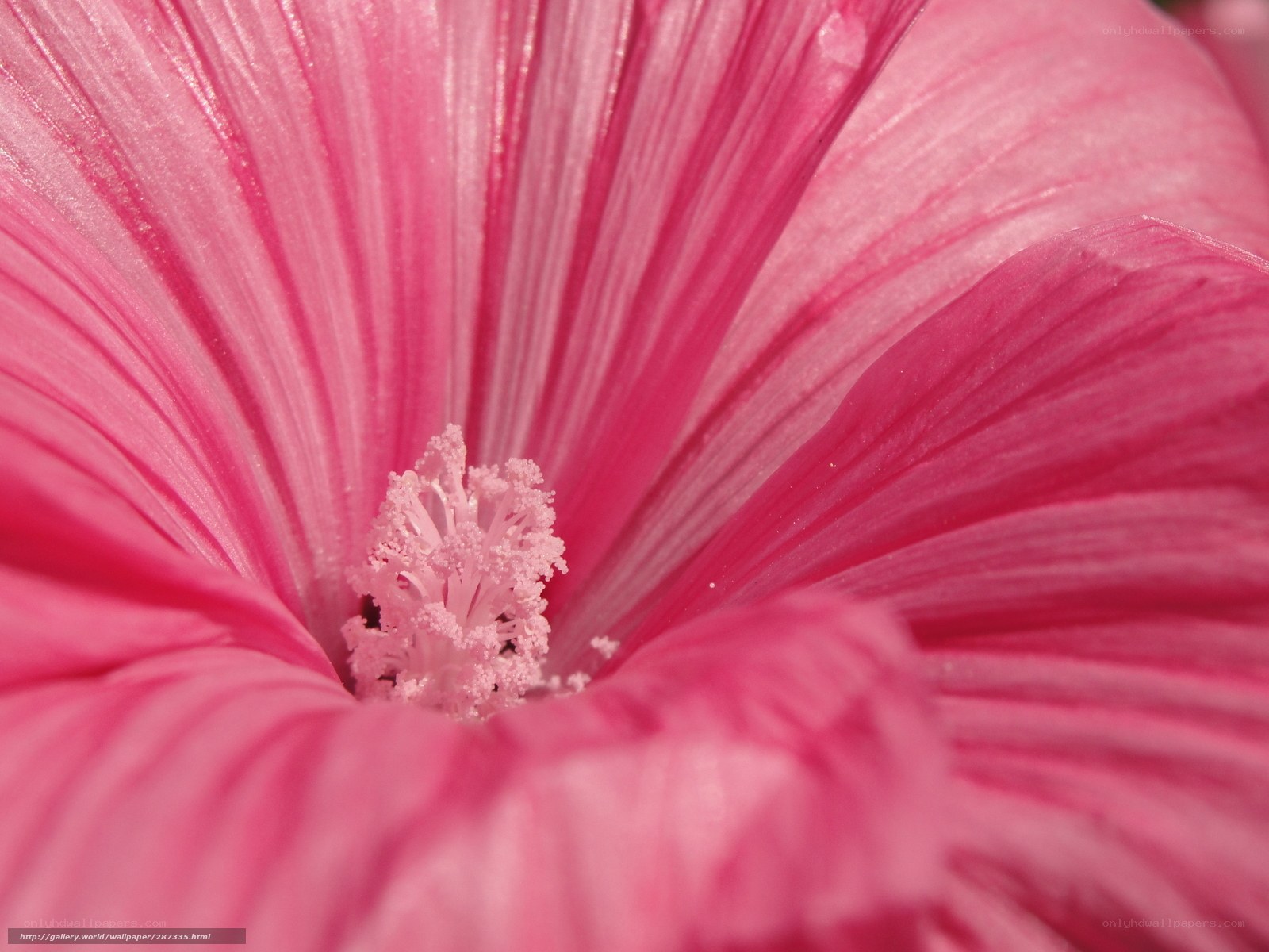 pink hibiscus flower close-up
