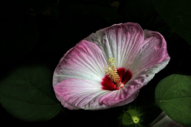 Pink Hibiscus Flower — Dramatic, Night, Photograph, Leaves