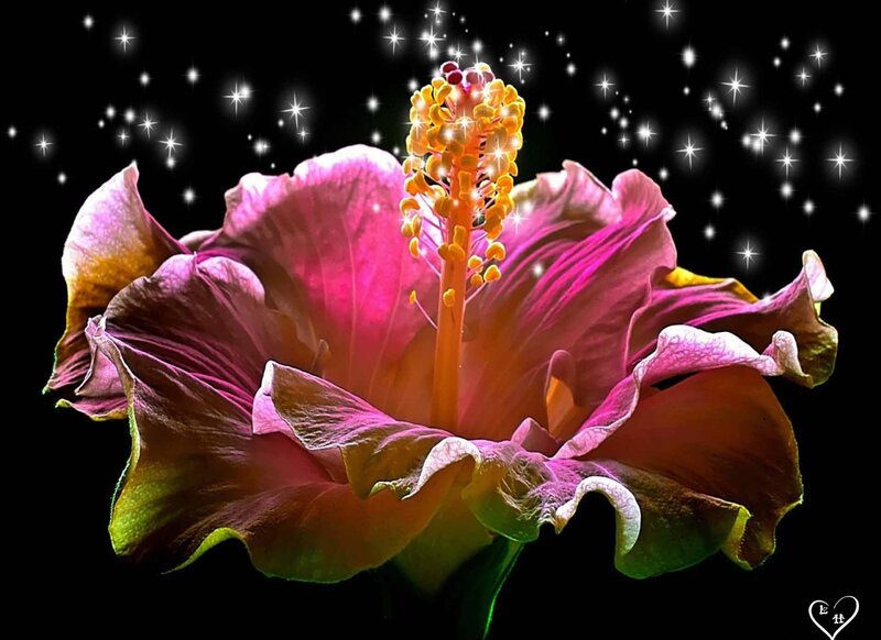 Pink Hibiscus Flower — Dramatic, Night, Photograph, Stamen