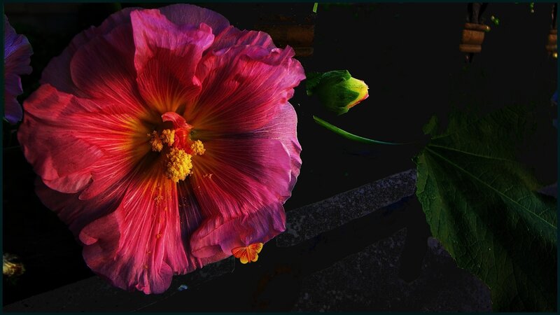 Pink Hibiscus Flower — Dramatic, Night, Photograph