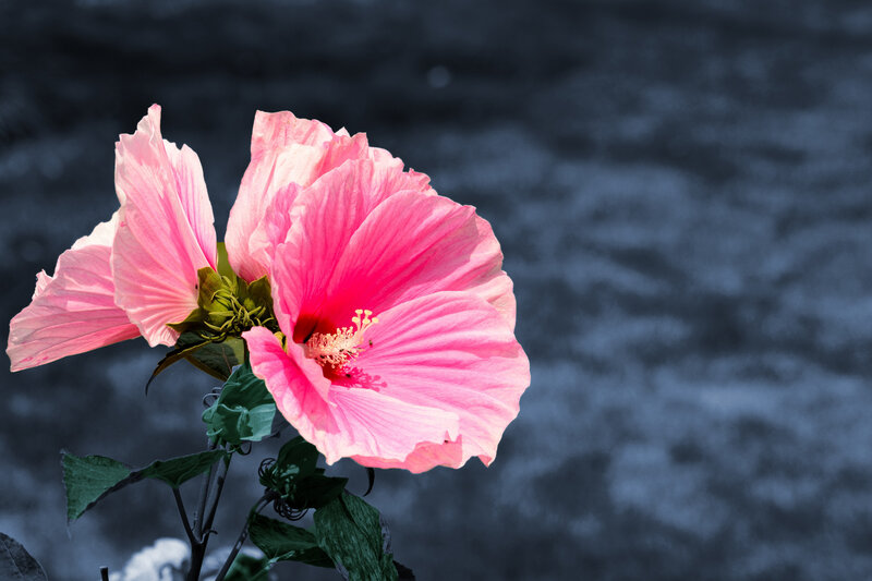 Pink Hibiscus Flower — Dramatic, Photograph, Leaves