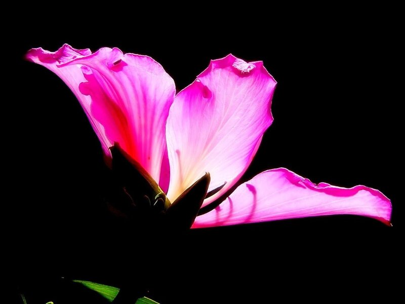 Pink Hibiscus Flower — Dramatic, Photograph, Petal